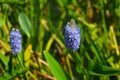 Pickerel weed ( Pontederia cordata ) flowers. Pontederiaceae perennial water plants native to South America. Royalty Free Stock Photo