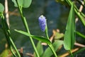 Pickerel weed ( Pontederia cordata ) flowers. Pontederiaceae perennial water plants native to South America. Royalty Free Stock Photo