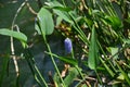 Pickerel weed ( Pontederia cordata ) flowers. Pontederiaceae perennial water plants native to South America. Royalty Free Stock Photo