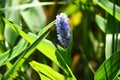 Pickerel weed ( Pontederia cordata ) flowers. Pontederiaceae perennial water plants native to South America. Royalty Free Stock Photo