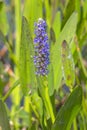 Pickerel Weed Royalty Free Stock Photo