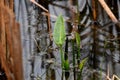 Pickerelweed along Okefenokee Boardwalk Trail, Georgia USA