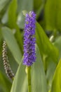Pickerelweed, Closeup Royalty Free Stock Photo