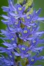 Pickerelweed