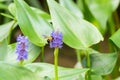 Pickerelweed flower with bee
