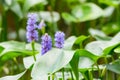 Pickerelweed flower in full bloom