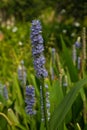 Pickerelweed flower. Genus: Pontederia. Common name: Pickerel rush or Wampee. Small upright mauve or violet flowers. Outdoors