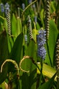 Pickerelweed flower. Genus: Pontederia. Common name: Pickerel rush or Wampee. Small upright mauve or violet flowers. Outdoors
