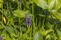 Pickerelweed, Pickerel Rush Water hyacint (Pontederia cordata). Royalty Free Stock Photo