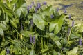 Pickerelweed, Pickerel Rush Water hyacint (Pontederia cordata). Royalty Free Stock Photo
