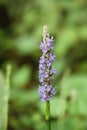 Pickerelweed