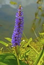 Pickerelweed, Pontederia cordata, aquatic plant