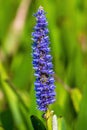 Pickerelweed Pontederia cordata - Davie, Florida, USA