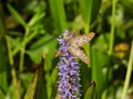 Pickerelweed (Pontederia cordata) flower with a White Peacock butterfly and bee