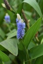 Pickerelweed/Pontederia cordata