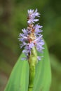 Pickerelweed (Pontederia cordata)