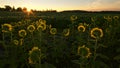 First sun-ray in the sunflower field Royalty Free Stock Photo