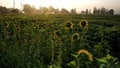 morning sunrise in the sunflower field Royalty Free Stock Photo