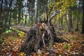 Old fallen tree stump with bare roots at the edge of the forest Royalty Free Stock Photo