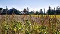Soybean farm field with farmhouse as background