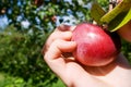 Picking Apple