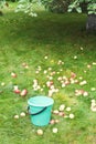 Picking apple harvest in bucket in fruit orchard