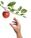 Picking an apple from a tree Royalty Free Stock Photo