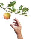 Picking an apple. White background Royalty Free Stock Photo