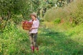 Picking apples. Harvesting apples. Woman with apples in the garden