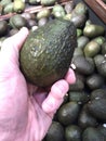 Picking an Avacado Royalty Free Stock Photo