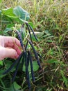 Picking black Monggo, ready to harvest