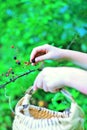 Picking Blackberries in a Basket. Royalty Free Stock Photo