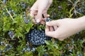 Picking blue berries Royalty Free Stock Photo