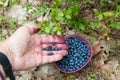 Picking blueberries Royalty Free Stock Photo