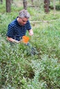 Picking blueberries Royalty Free Stock Photo