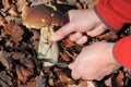 Picking bolete mushroom