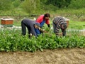 Picking chard Royalty Free Stock Photo