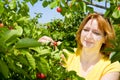 Picking cherries Royalty Free Stock Photo