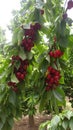 Picking cherries at Cherry orchard Royalty Free Stock Photo