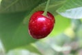 Picking cherries at Cherry orchard Royalty Free Stock Photo