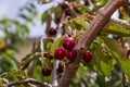 Picking cherries at Odem Royalty Free Stock Photo