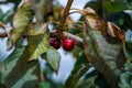 Picking cherries at Odem Royalty Free Stock Photo