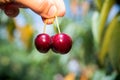 Picking cherries at Odem Royalty Free Stock Photo