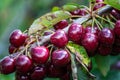 Picking cherries at Odem Royalty Free Stock Photo