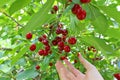 Picking cherries in the orchard Royalty Free Stock Photo