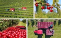 Picking cherries in the orchard - collage Royalty Free Stock Photo