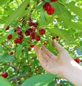 Picking cherries in the orchard Royalty Free Stock Photo