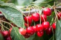Picking Cherry at Odem Royalty Free Stock Photo