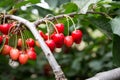 Picking Cherry at Odem Royalty Free Stock Photo