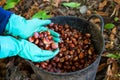 Picking chestnuts Royalty Free Stock Photo